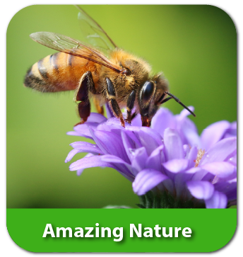 Amazing Nature Theme Quaver PreK