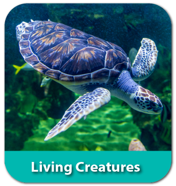 Living Creatures Theme Quaver PreK