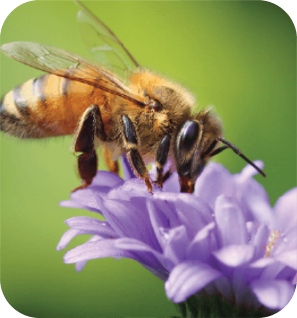 Una abeja polinizando una flor que representa el tema Amazing Nature de Quaver Pre-K