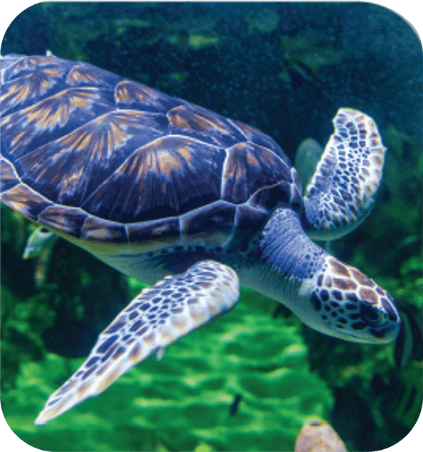 Una imagen de una tortuga marina nadando que representa el tema Criaturas vivientes de Quaver Pre-K