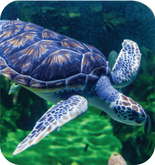 ThemeBlocks_grid_noText_LivingCreatures – QuaverEd A picture of a sea turtle swimming representing the theme Living Creatures from Quaver Pre-K